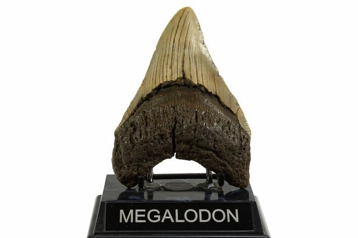 Fossil Megalodon Tooth - North Carolina #328252